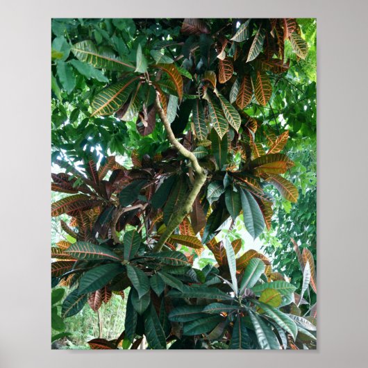 Poster Jungle tropicale verte (Devant)