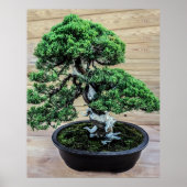 Poster Junier chinois Bonsai Tree (Devant)