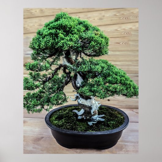 Poster Junier chinois Bonsai Tree (Devant)
