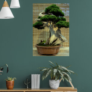 Poster Junier chinois Bonsai Tree