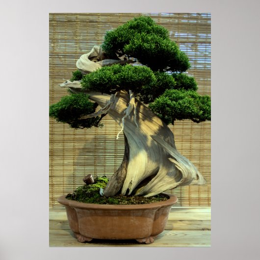 Poster Junier chinois Bonsai Tree (Devant)