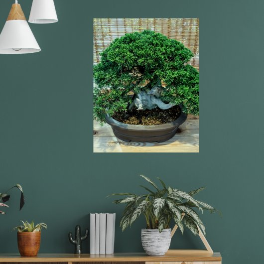 Poster Junier chinois Bonsai Tree (Salon 1)