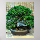 Poster Junier chinois Bonsai Tree (Devant)