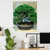 Poster Junier chinois Bonsai Tree (Bureau à domicile)
