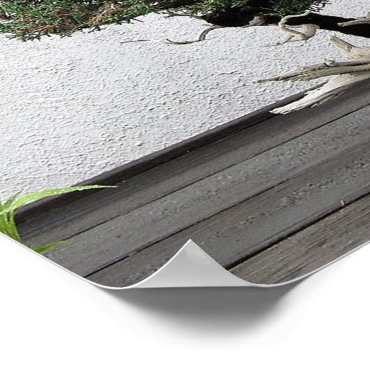 Poster Juniper Bonsai (Coin)