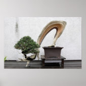 Poster Juniper Bonsai (Devant)
