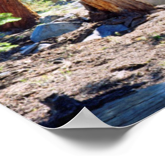 Poster Juniper dans les Sierras (Coin)