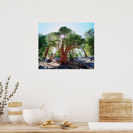 Poster Juniper dans les Sierras (Cuisine)