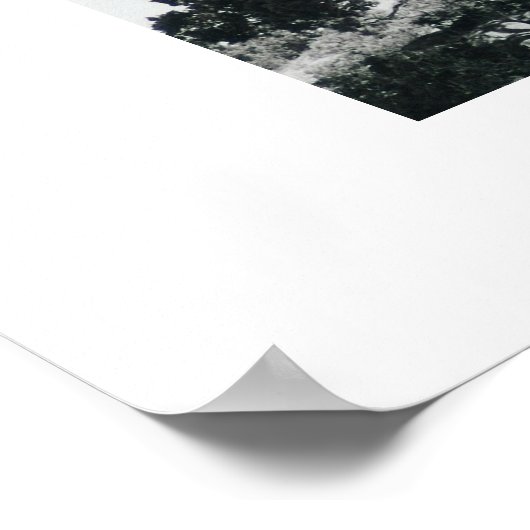 Poster Juniper Tree (Coin)