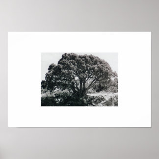 Poster Juniper Tree