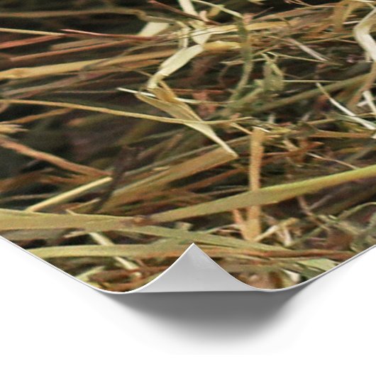 Poster Jus de lait blanc rustique avec fleurs orange Phot (Coin)