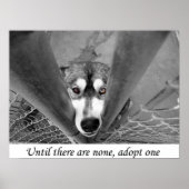 Poster Jusqu'à ce qu'il n'y en ait pas, en adopter un (Devant)