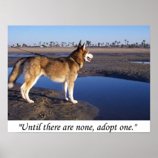 Poster Jusqu'à ce qu'il n'y en ait pas, en adopter un