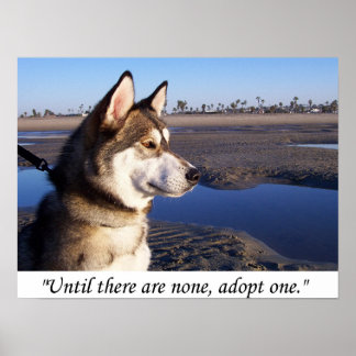 Poster Jusqu'à ce qu'il n'y en ait pas, en adopter un
