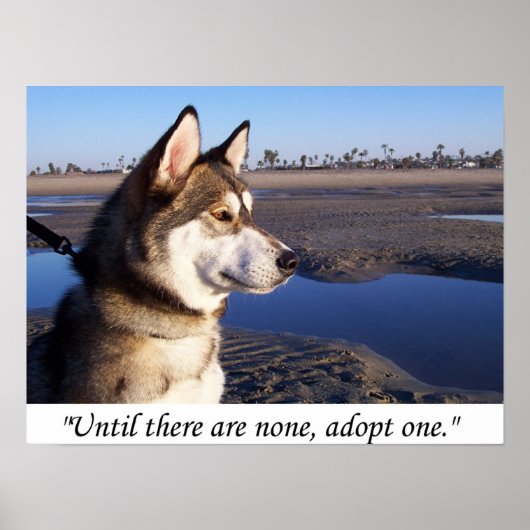 Poster Jusqu'à ce qu'il n'y en ait pas, en adopter un (Devant)