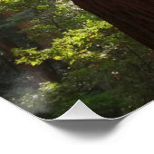 Poster Jusqu'aux séquoias du matin (Coin)