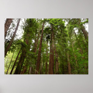 Poster Jusqu'aux séquoias I à Muir Woods National Monumen