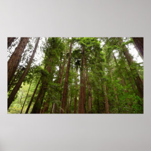 Poster Jusqu'aux séquoias I à Muir Woods National Monumen