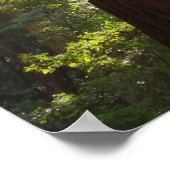 Poster Jusqu'aux Séquoias le Matin (Coin)