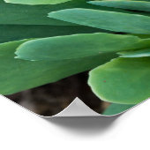 Poster Just Sedum (Coin)