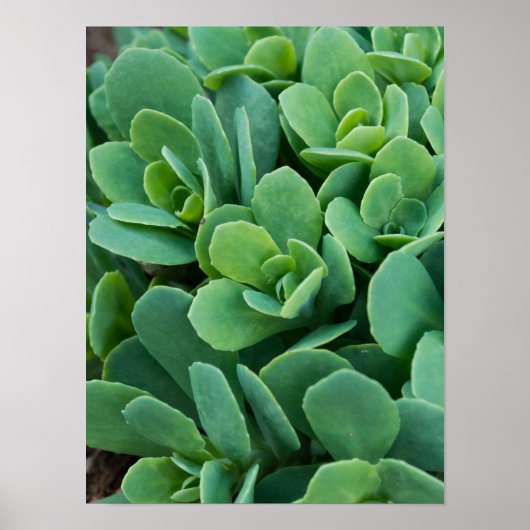 Poster Just Sedum (Devant)
