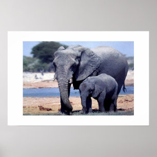POSTER JUSTE DES ÉLÉPHANTS