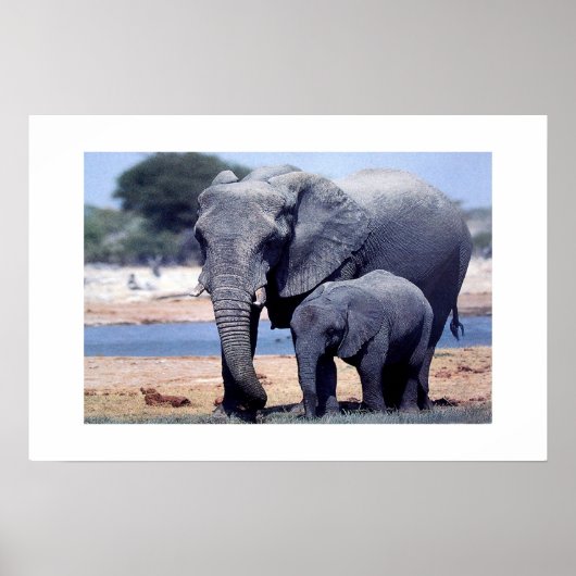 POSTER JUSTE DES ÉLÉPHANTS (Devant)