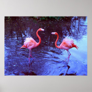 Poster Juste deux flamants