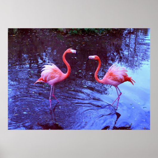 Poster Juste deux flamants (Devant)