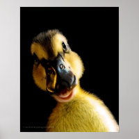 Juste Ducky