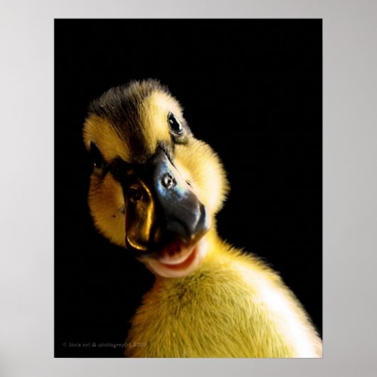 Poster Juste Ducky (Devant)