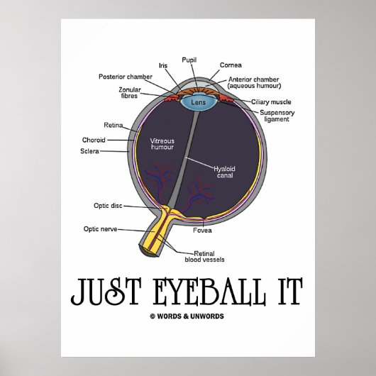 Poster Juste Eyeball It (Eye Anatomy Approximation Dit) (Devant)