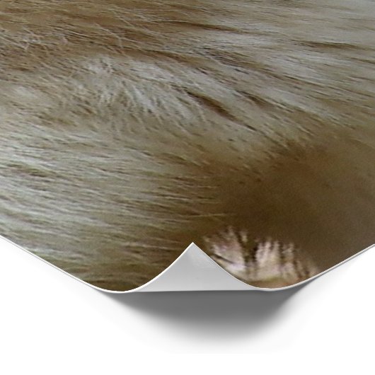 Poster Juste quelques loups (Coin)