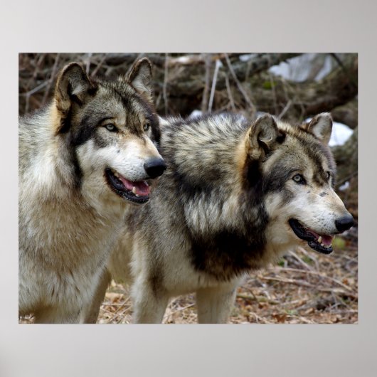 Poster Juste quelques loups (Devant)