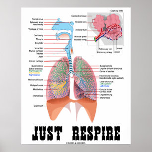 Poster Juste Respire (Système Respiratoire)