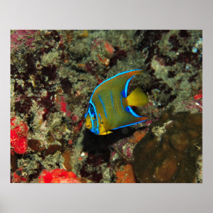 Poster Juvenile Angelfish