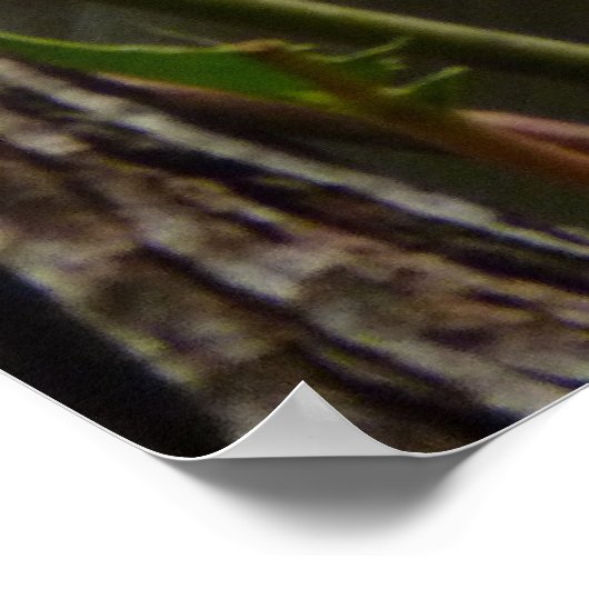 Poster k pour koala (Coin)