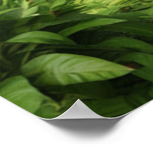 Poster Kagu FM (Coin)