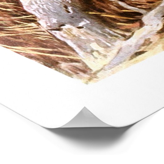 Poster Kakapo (Coin)