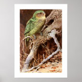 Poster Kakapo (Devant)
