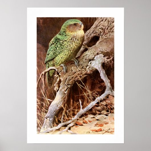 Poster Kakapo (Devant)