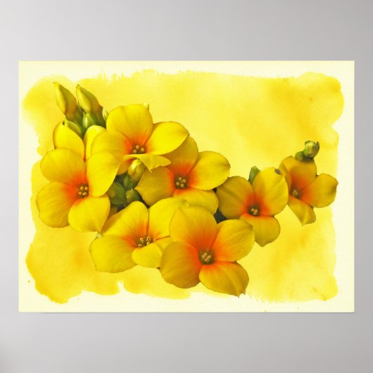 Poster Kalanchoe Jaune - Soleil Succulent (Devant)