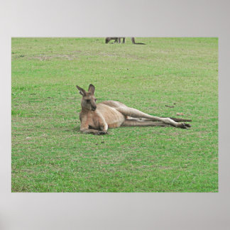 Poster Kangaroo