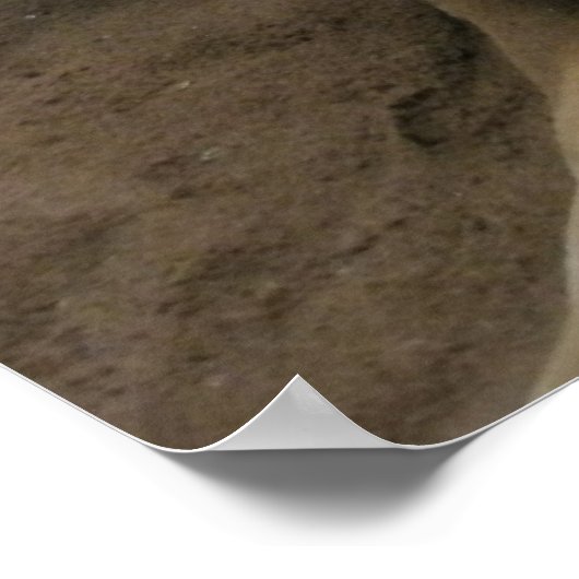 Poster Kangaroo (Coin)