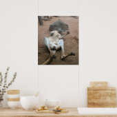 Poster Kangaroo (Cuisine)