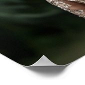 Poster Kangaroo à la mode en tenue Couture (Coin)