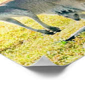 Poster Kangaroo et bébé (Coin)