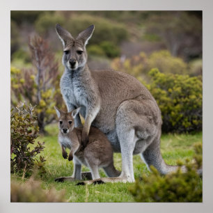 Poster Kangaroo et Joey