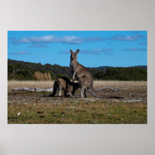 Poster Kangaroo et Joey