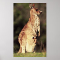 Poster Kangaroo & Joey